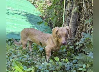 Welpe ILSE - das liebe und brave kleine Dackelmädchen freut sich auf ein tolles Für-Immer Zuhause