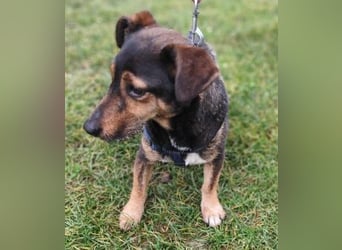 MAX - der liebe und freundliche Dackel-Mix sucht ein liebevolles Für-Immer Zuhause