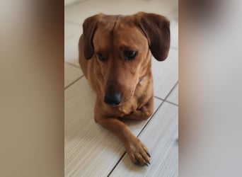 SILDO - der aktive und fröhliche Dackel-Mix sucht eine unternehmungslustige Familie!