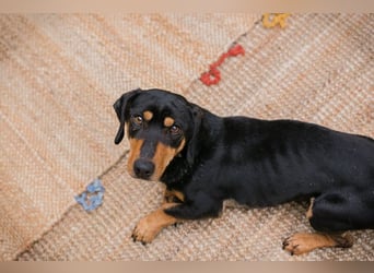 Chip-Nr. 258428 - ich möchte so gerne DEIN vierbeiniger Begleiter sein!