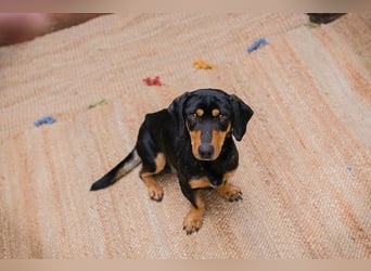 Chip-Nr. 258428 - ich möchte so gerne DEIN vierbeiniger Begleiter sein!