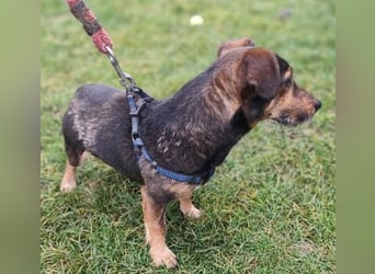 MAX - der liebe und freundliche Dackel-Mix sucht ein liebevolles Für-Immer Zuhause