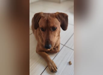 SILDO - der aktive und fröhliche Dackel-Mix sucht eine unternehmungslustige Familie!