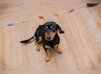 Chip-Nr. 258428 - ich möchte so gerne DEIN vierbeiniger Begleiter sein!