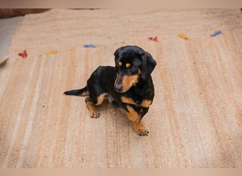 Chip-Nr. 258428 - ich möchte so gerne DEIN vierbeiniger Begleiter sein!