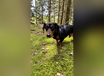 Normand (Rudi) - Kleiner Dackelrüde, auf PS in  01454 Radeberg