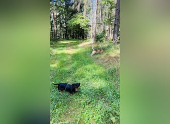 Normand (Rudi) - Kleiner Dackelrüde, auf PS in  01454 Radeberg