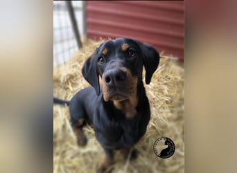 Kòpé, liebenswerter Dackelmischling geb. 2025