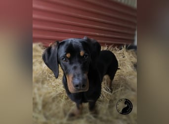 Kòpé, liebenswerter Dackelmischling geb. 2025