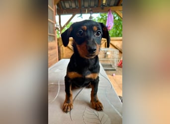 Sippi, süßes Dackelmischlings Welpenmädchen geb. 02/2026