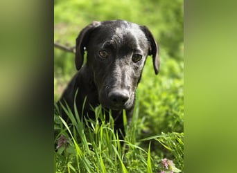 Zéró, schüchterner Dackelmischling geb. 02/2025