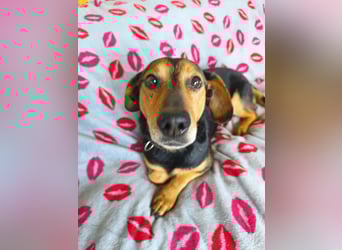 Morzsi, lieber, anhänglicher Dackelmischling geb.2018