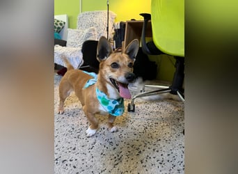 Mex. aufgeschlossener Dackelmischling geb. 2022