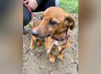 Spuri, schüchternes Dackel Mix Mädchen geb. 2021