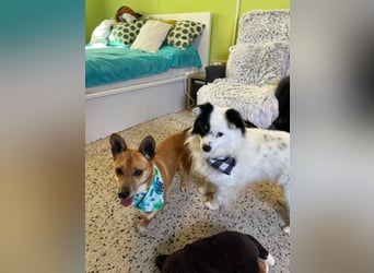 Mex. aufgeschlossener Dackelmischling geb. 2022