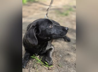 Zéró, schüchterner Dackelmischling geb. 02/2025