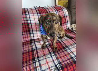 Hubertus sanfter freundlicher Dackelmischling