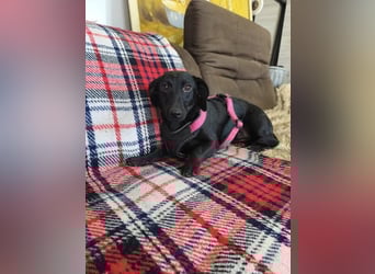 Fifi sensible Dackelmix Hündin mit sanfter Seele