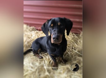 Kòpé, liebenswerter Dackelmischling geb. 2025