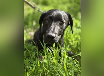 Zéró, schüchterner Dackelmischling geb. 02/2025