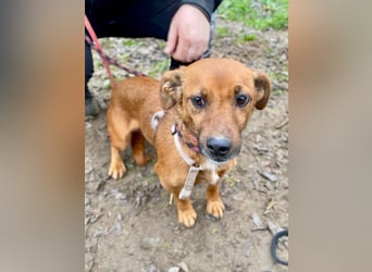 Spuri, schüchternes Dackel Mix Mädchen geb. 2021