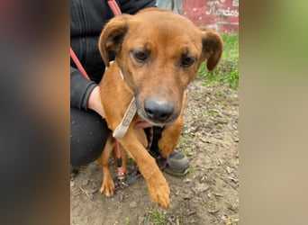 Spuri, schüchternes Dackel Mix Mädchen geb. 2021