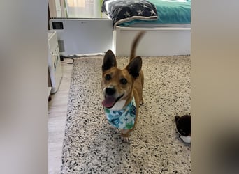 Mex. aufgeschlossener Dackelmischling geb. 2022