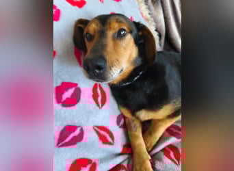 Morzsi, lieber, anhänglicher Dackelmischling geb.2018