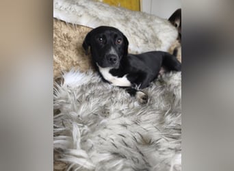 Botond, lieber Dackel Mischling geb. 2024