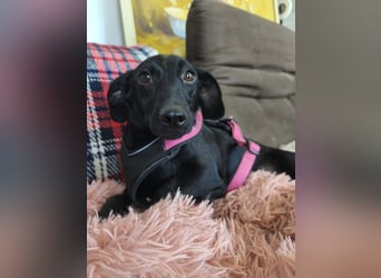 Fifi sensible Dackelmix Hündin mit sanfter Seele