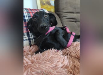 Fifi sensible Dackelmix Hündin mit sanfter Seele