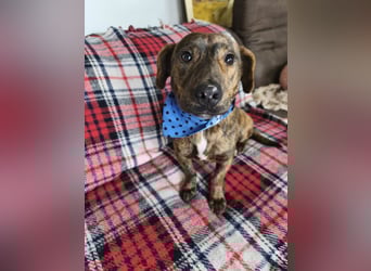 Hubertus sanfter freundlicher Dackelmischling