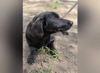 Zéró, schüchterner Dackelmischling geb. 02/2025