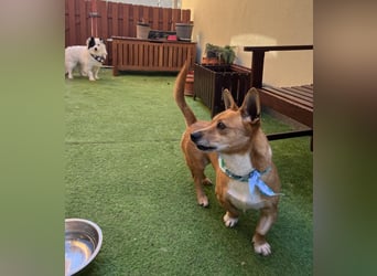 Mex. aufgeschlossener Dackelmischling geb. 2022
