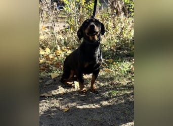 Fortunato, lieber Dackelmix geb. 2022