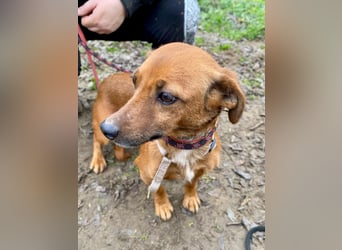 Spuri, schüchternes Dackel Mix Mädchen geb. 2021