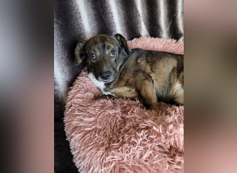 Kornél Dackel Mischling freundlich zu Kindern. Hunden und Katzen