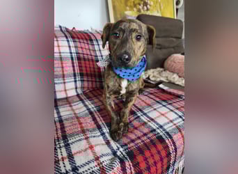 Hubertus sanfter freundlicher Dackelmischling