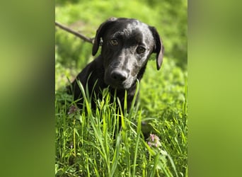 Zéró, schüchterner Dackelmischling geb. 02/2025