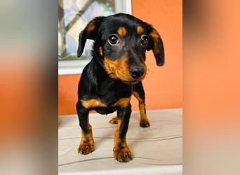 Sippi, süßes Dackelmischlings Welpen Mädchen geb. 02/2026