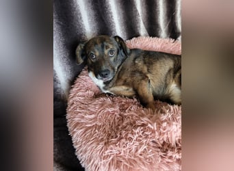 Kornél Dackel Mischling freundlich zu Kindern. Hunden und Katzen