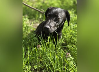 Zéró, schüchterner Dackelmischling geb. 02/2025