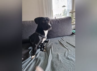 Botond, lieber Dackel Mischling geb. 2024