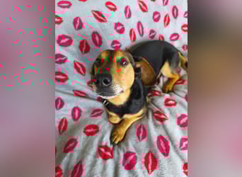 Morzsi, lieber, anhänglicher Dackelmischling geb.2018