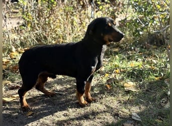 Fortunato, lieber Dackelmix geb. 2022