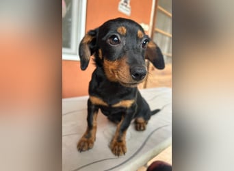 Sippi, süßes Dackelmischlings Welpenmädchen geb. 02/2026