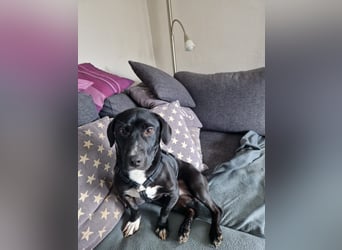 Botond, lieber Dackel Mischling geb. 2024