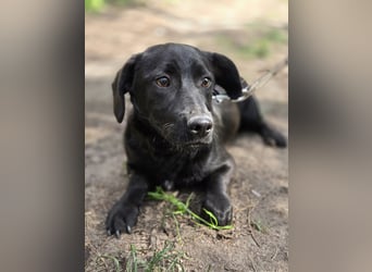 Zéró, schüchterner Dackelmischling geb. 02/2025