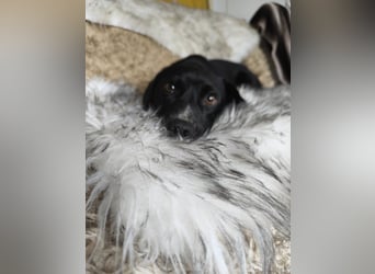 Botond, lieber Dackel Mischling geb. 2024