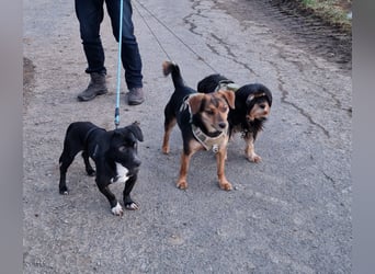 Botond, lieber Dackel Mischling geb. 2024